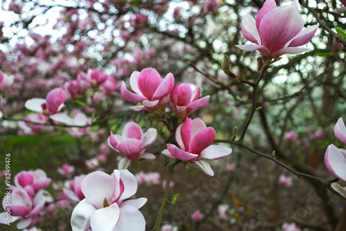 Magnolia flowers in full bloom on tree branch with soft focus background