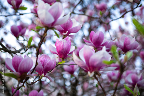 Close-up of beautiful magnolia flowers in full bloom on a tree with blurred background