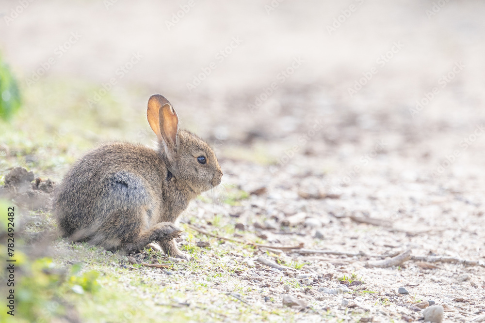 Fototapeta premium A cute bunny rabbit using its back paw to scratch its head.
