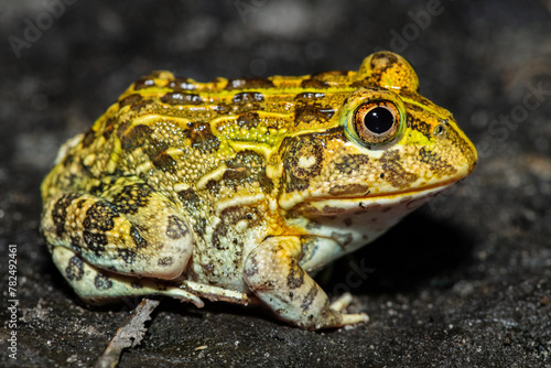 Φωτογραφία The newly discovered African bullfrog, Beytell's bullfrog (Pyxicephalus beytelli