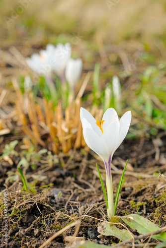 Selective focus on a white crocus flower in bright sunlight on a spring day. The first beautiful delicate spring flowers. Macro photography.