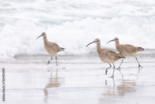 Three Whimbrels (Numenius) run along the sandy beach at Carmel by the Sea, California. March, USA