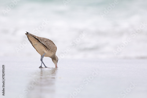 A single Whimbrel (Numenius) forages in the sand on a beach at Carmel by the Sea, California. March, USA