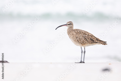 Side view of a single Whimbrel (Numenius) on a sandy beach Carmel by the Sea, California. March, USA