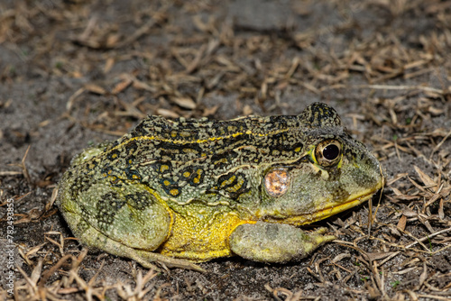 The newly discovered African bullfrog, Beytell's bullfrog (Pyxicephalus beytelli), found in Western Zambia