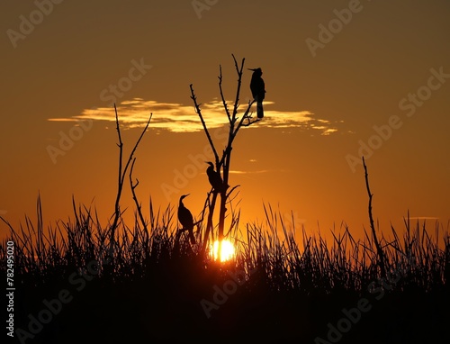 Spectacular Sunrise Sunset Florida Cormorant Anhinga © 1wildlifer