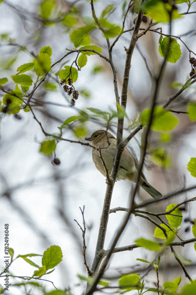 Chaffinch (Fringilla coelebs) - Widespread across Europe, Asia, and North Africa Chaffinch (Fringilla coelebs) - Widespread across Europe, Asia, and North Africa