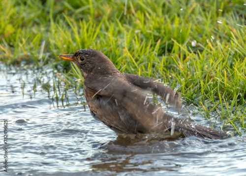 Blackbird (Turdus merula) - Europe, North Africa, and parts of Asia