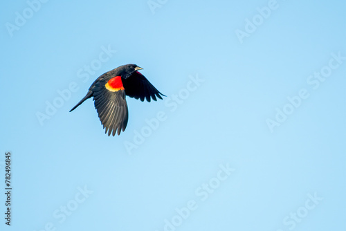 Red-winged Blackbird Against a Blue Sky