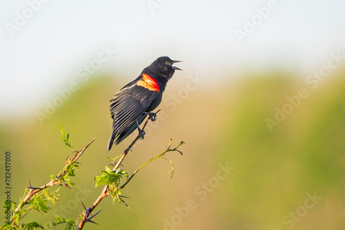 Red-winged Blackbird Singing from Perch