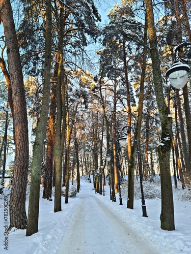 Forest with tall trees is heavily covered with fluffy white snow in frosty winter