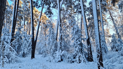 Forest with tall trees is heavily covered with fluffy white snow in frosty winter