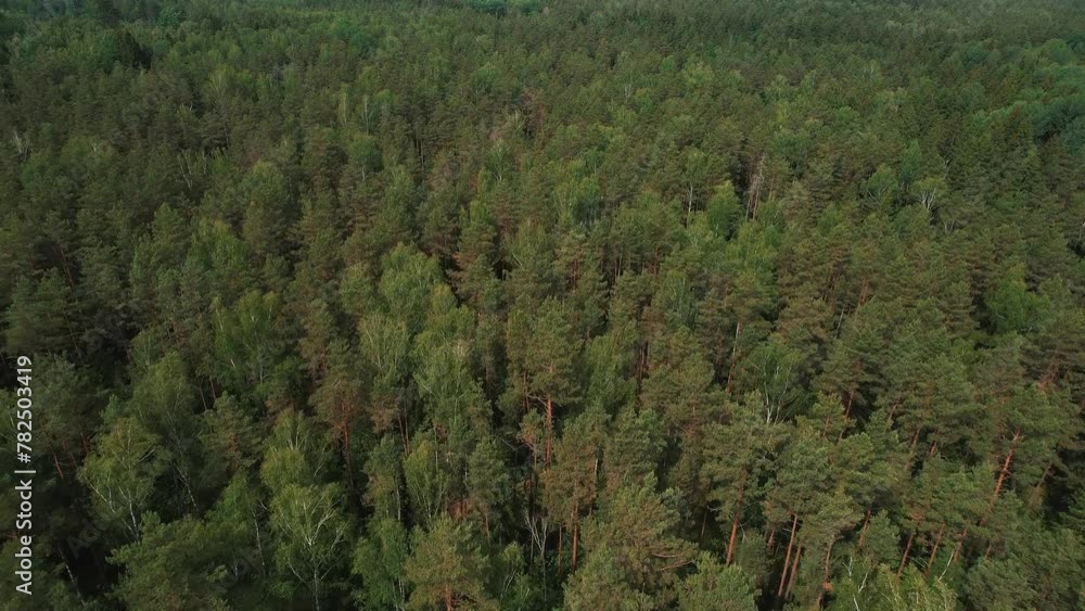 Aerial view of panorama of summer landscape and tops of pines in forest. Concept recreation on nature and travel to places with relatively untouched nature without disturbing integrity of ecosystems Aerial view of panorama of summer landscape and tops of pines in forest. Concept recreation on nature and travel to places with relatively untouched nature without disturbing integrity of ecosystems
