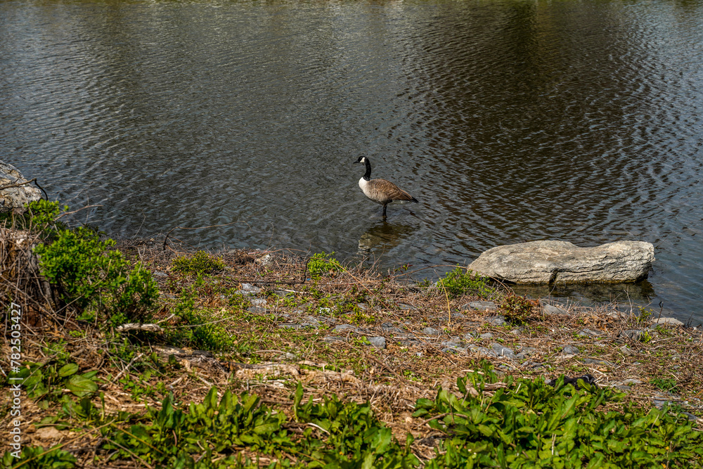 Canadian Goose at the edge of a pond. Canadian Goose at the edge of a pond.