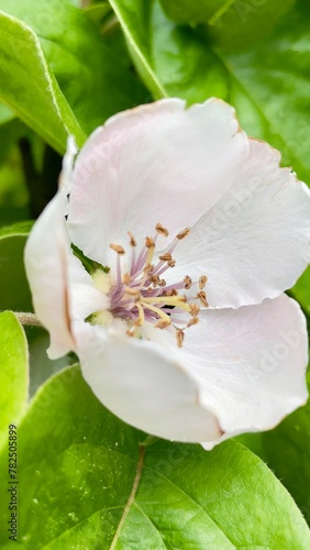 Canvas Print Fleur du cognassier au printemps