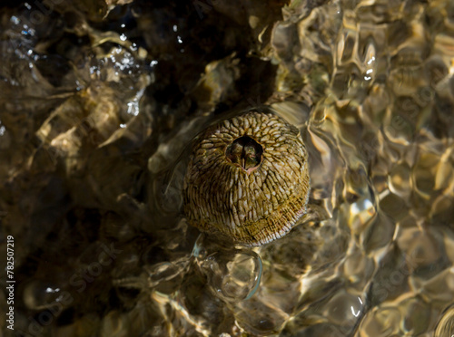 Tetraclita squamosa - Thatched barnacle. Balanus (Balanomorpha) is a genus of barnacles in the family Balanidae of the subphylum Crustacea.