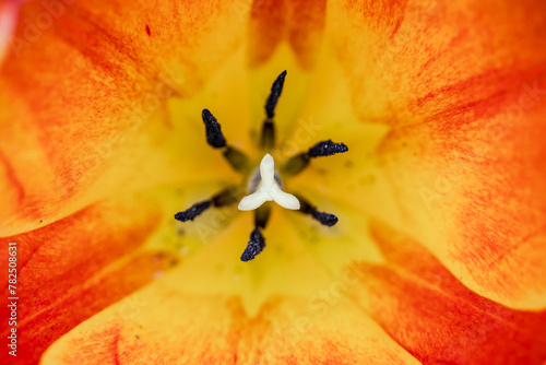 Le coeur d'une tulipe en macrophotographie