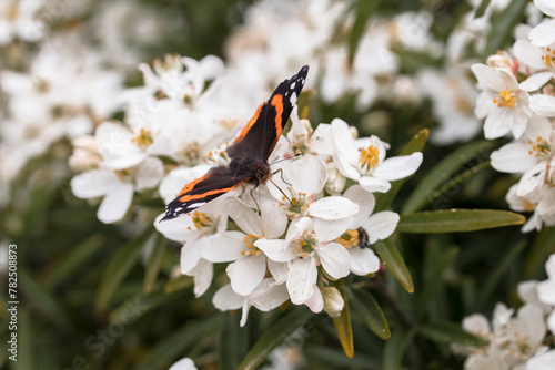 Un papillon butine des fleurs blanches ailes déployées