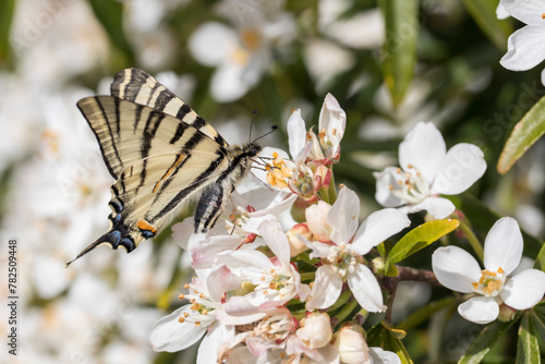 Un beau papillon butine des fleurs blanches