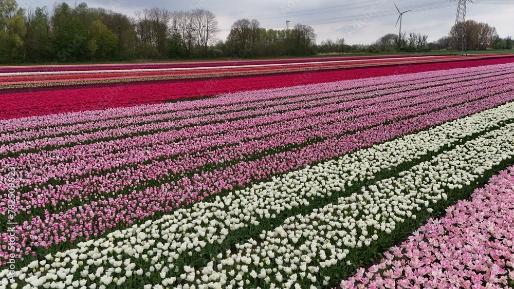 Vibrant tulip fields with rows of pink, red, and white flowers under a cloudy sky, showcasing the beauty of agricultural floriculture with a wind turbine in the background.