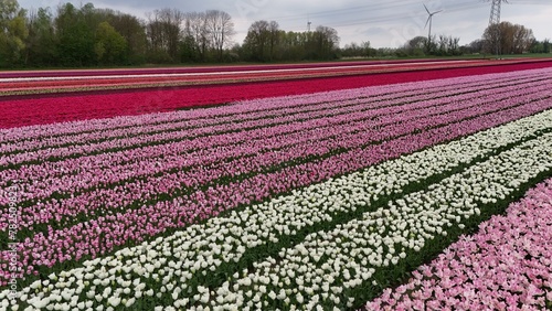 Vibrant tulip fields with rows of pink  red  and white flowers under a cloudy sky  showcasing the beauty of agricultural floriculture with a wind turbine in the background.