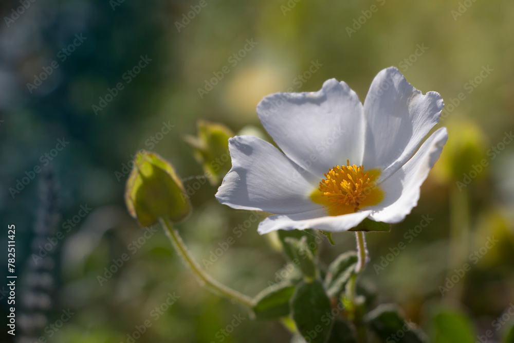 Obraz premium Sage-leaved rock-rose with more blue colors. White and yellow wild flowers. Cistus salviifolius.