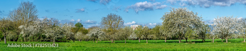 Panoramafoto Streuobstwiese im Frühling bei Sonnenschein und schönem Wetter mit  blühenden Kirsch-, Apfel- und anderen Obstbäumen und aufgelockerter Bewölkung © Frank Wagner
