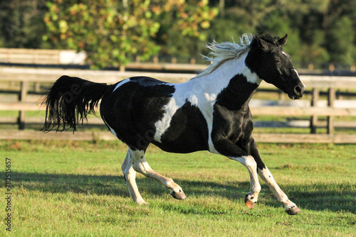 Black and White Tennessee Walker Horse
