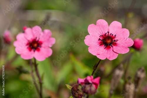 Close up of Nepal cinquefoil  potentilla nepalensis  flowers in bloom