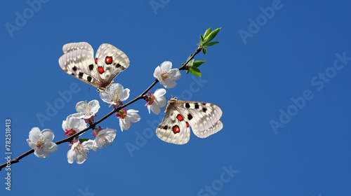 Apollo butterflies on a branch of blooming cherry. blooming sakura and butter...