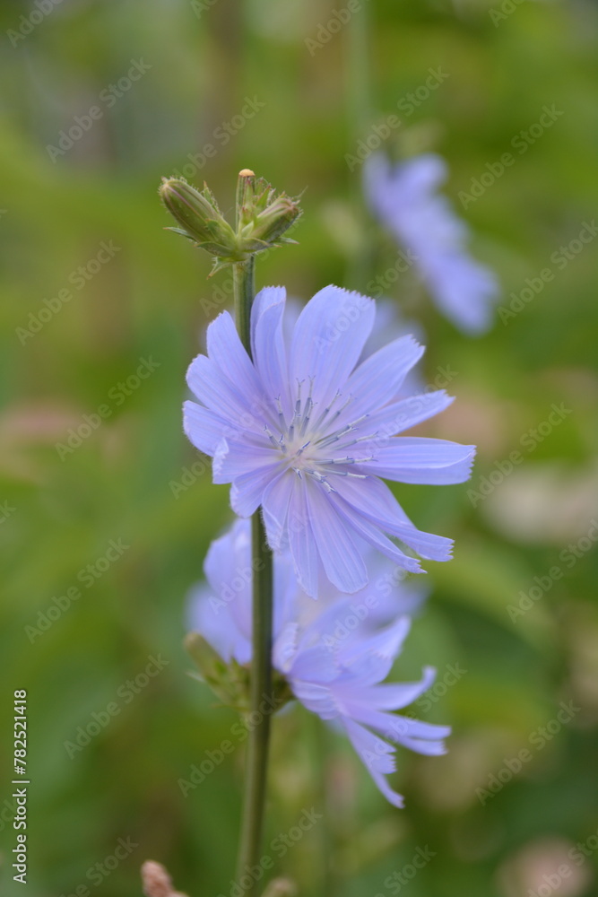 Obraz premium flower on grass