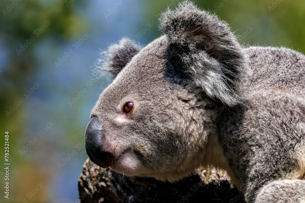 Naklejka premium Koala 9