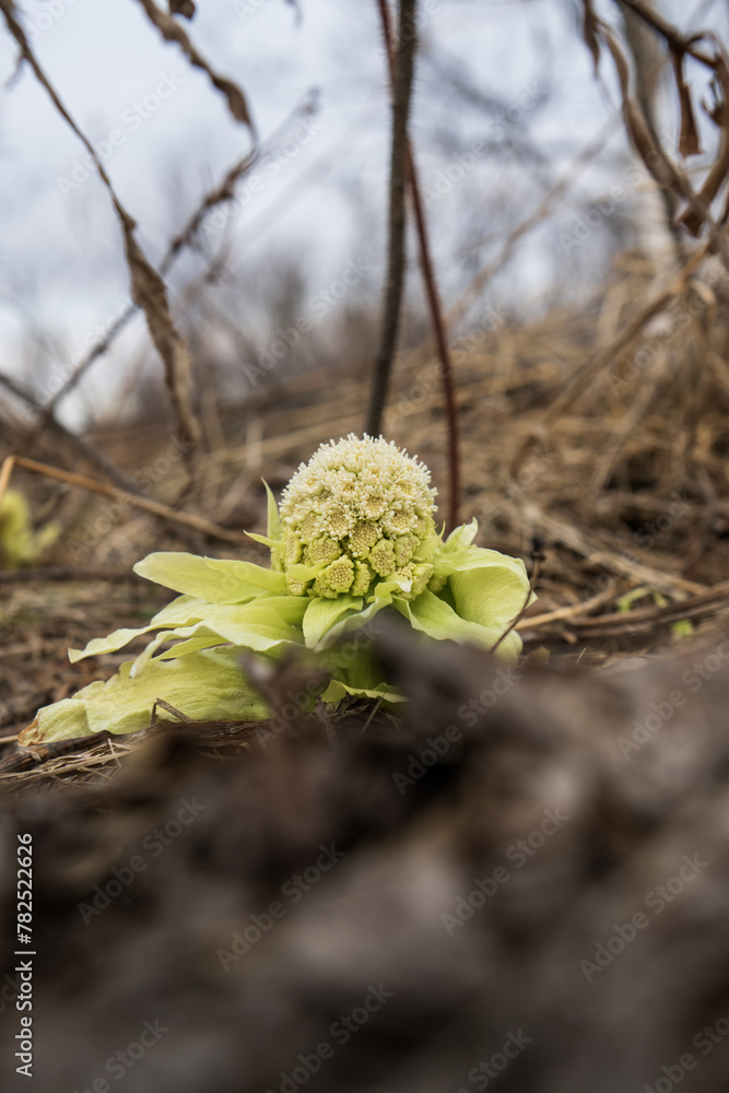 The inflorescence of the burdock is blooming The inflorescence of the burdock is blooming