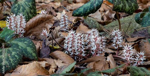 Alleghenny spurge (Pachysandra procumbens) blossoms, with leaves from previous season. This pachysandra is native to the southeastern U.S. and is preferred by gardeners.