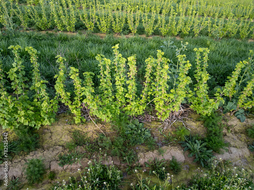 rows of young blackcurrant bushes