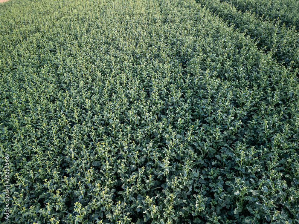 top view of young rapeseed field before blossoming
top view of young rapeseed field before blossoming