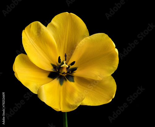 Macro of yellow tulip on black background, in spring.