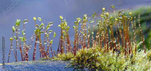Macro view of dew-covered sporangium-bearing stalks growing from  gametophytes of moss  growing on rock near water's edge in central Virginia.