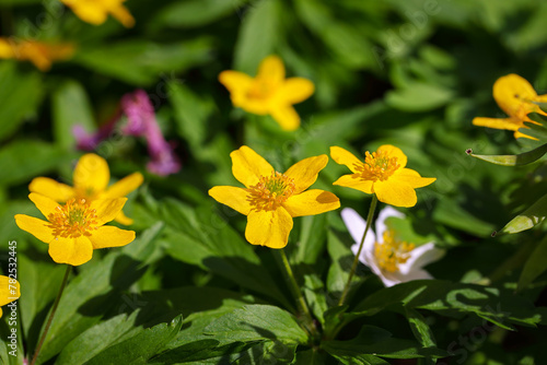 Amazing Meadow Buttercup close-up of flower.