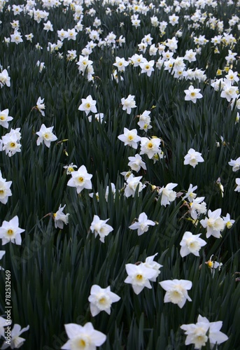 lush field of white and yellow daffodils in full bloom. concepts: campaigns promoting preservation and appreciation of natural environments, stress reduction content, relaxation, mental wellness