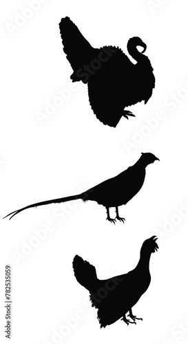 Forest and meadow wildlife birds vector silhouette illustration isolated on white background. Turkey male, gobbler shadow. Grouse and Pheasant shape. Bird watching. Plumage in zoo park. Hunting season