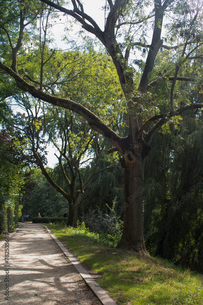 Ypres tree Ypres tree