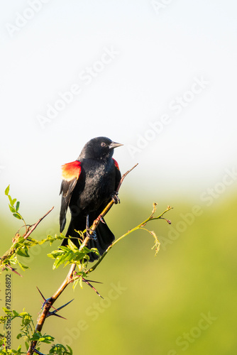 Red-winged Blackbird Perching on Small Branch