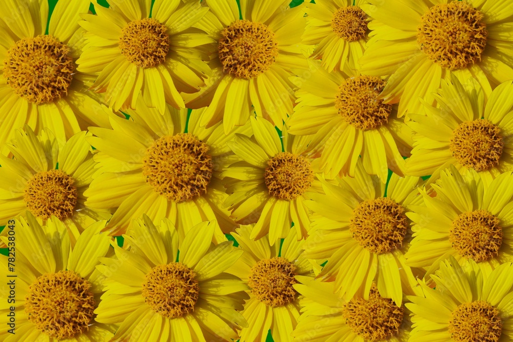 Fototapeta premium yellow flowers background. yellow chrysanthemum flowers
