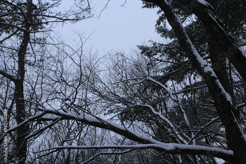 Tree Limbs in Winter