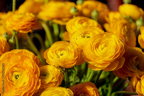 Selective focus of golden yellow flowers Ranunculus asiaticus with green leaves  The Persian buttercup is a species of flowering plants in the family Ranunculaceae  Nature floral background.