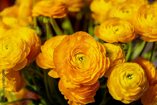 Selective focus of golden yellow flowers Ranunculus asiaticus with green leaves, The Persian buttercup is a species of flowering plants in the family Ranunculaceae, Nature floral background. photo