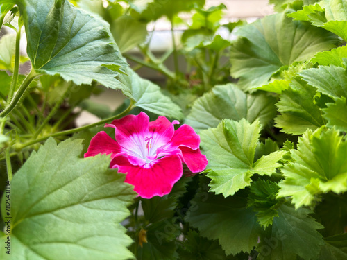 The petunia domestic plant blossomed on the windowsill