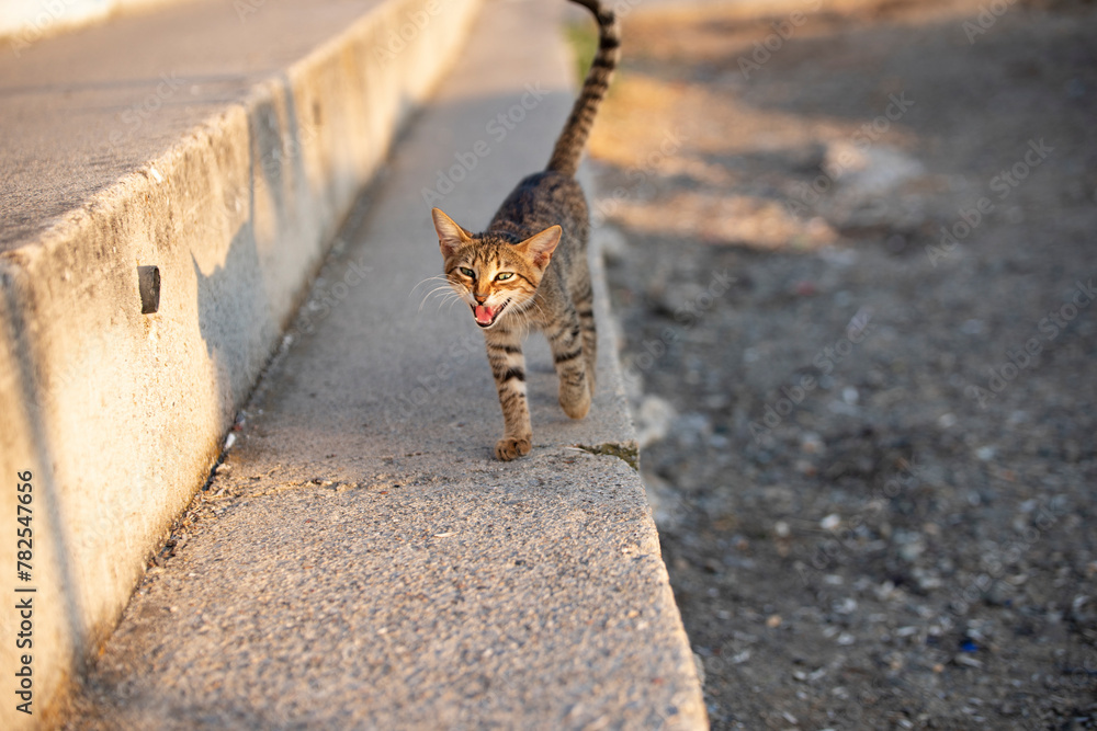 Obraz premium Cute little kitten walking on the beach at sunset. Portrait of a wild cat on the background of the beach.