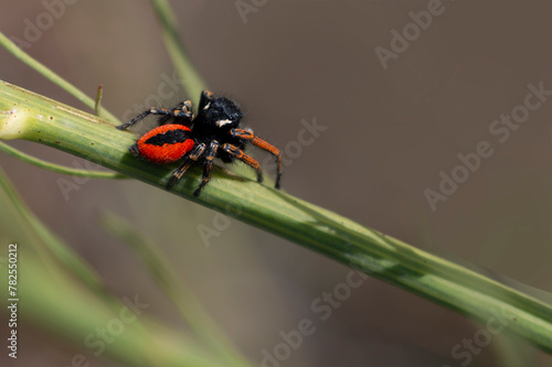 A male umping spider with black and orange colors. Philaeus chrysops.